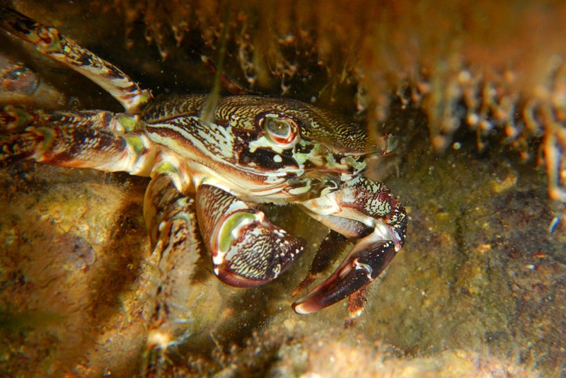 Мраморный краб черного моря