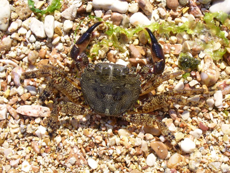Краб Pachygrapsus marmoratus