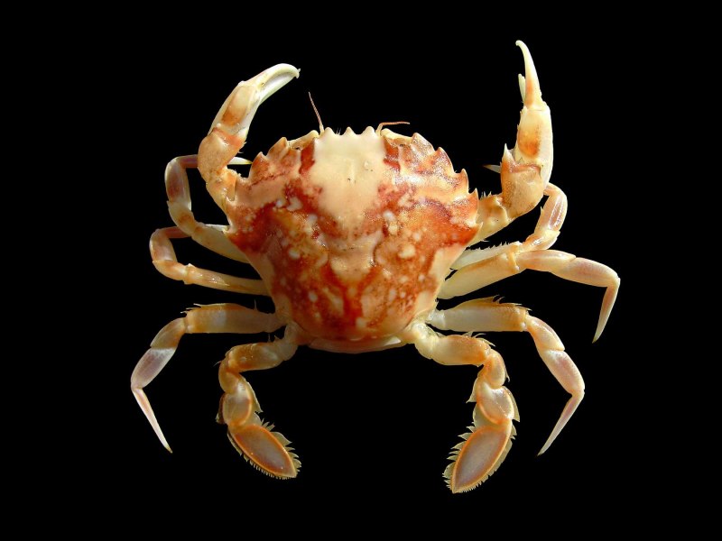 Каменный краб (Eriphia verrucosa)
