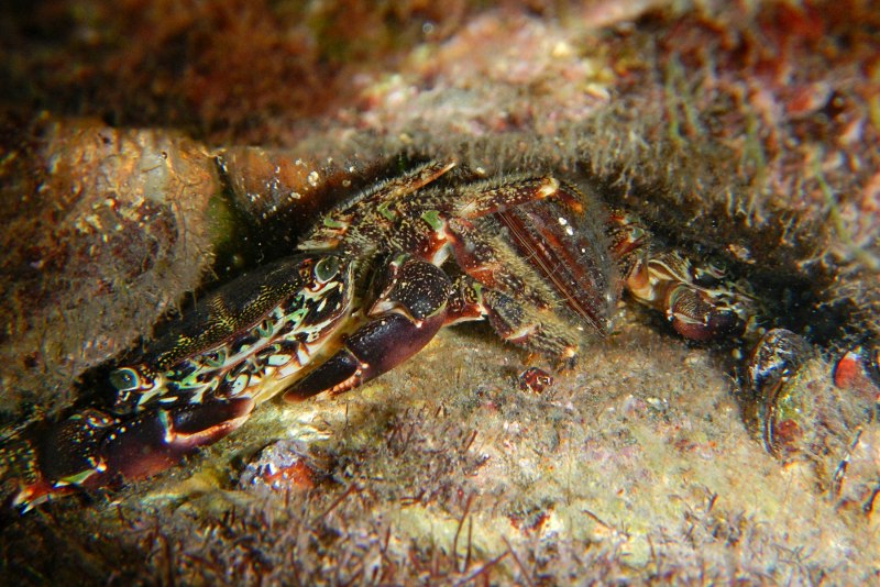 Каменный краб черного моря
