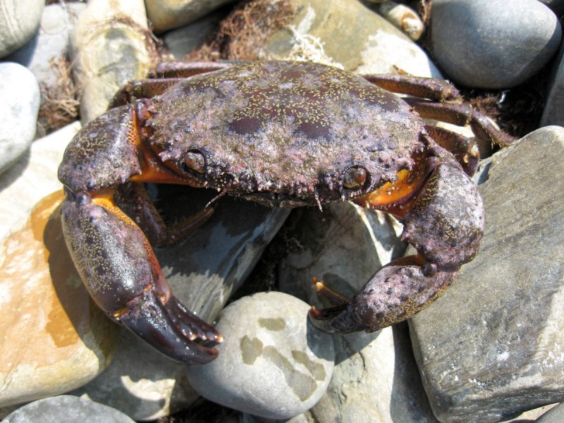 Мраморный краб (лат. Pachygrapsus marmoratus)
