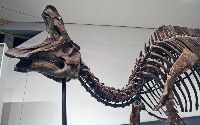 Edmontosaurus annectens