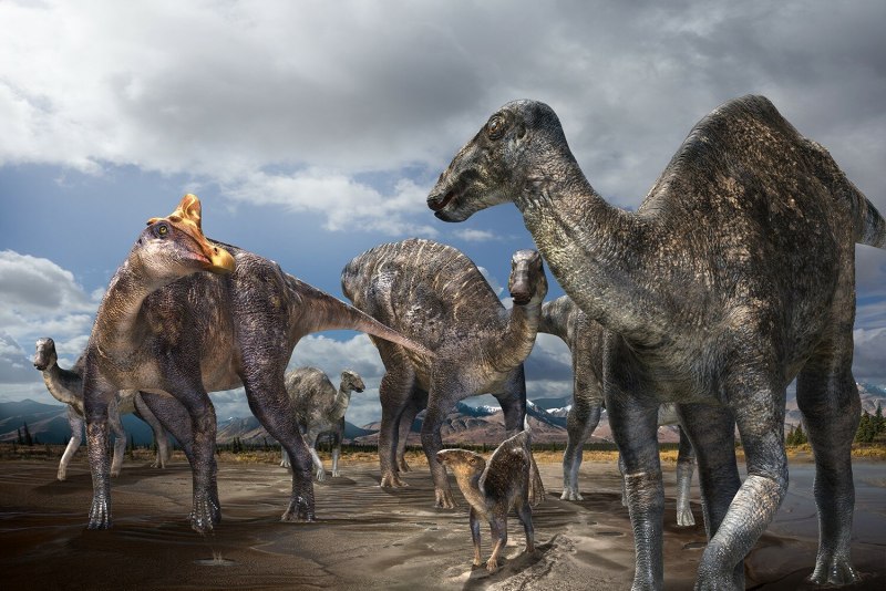 Corythosaurus casuarius