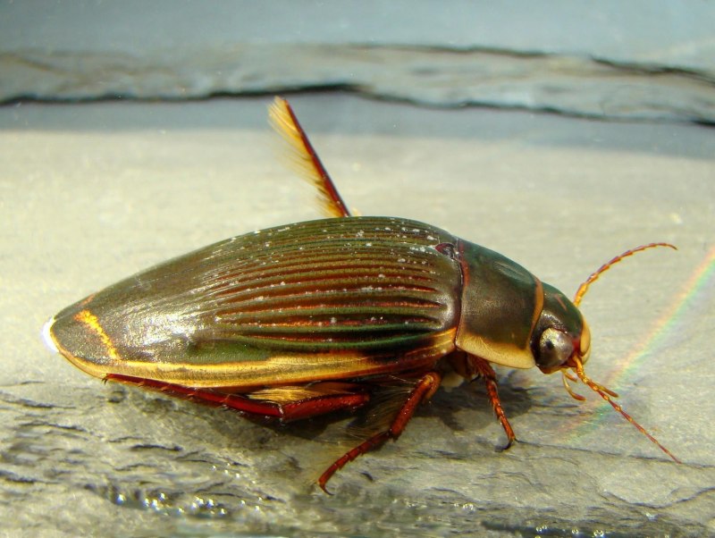 Belostomatidae водяной клоп