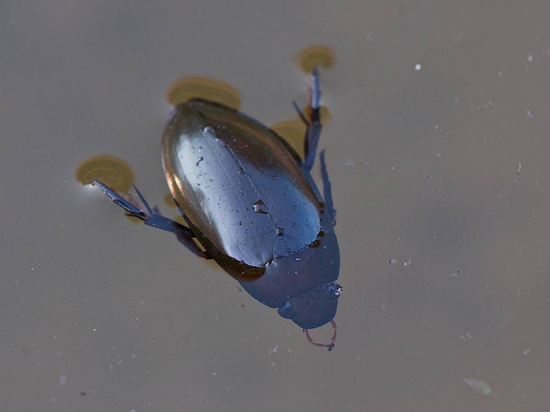 Gyrinus Marinus