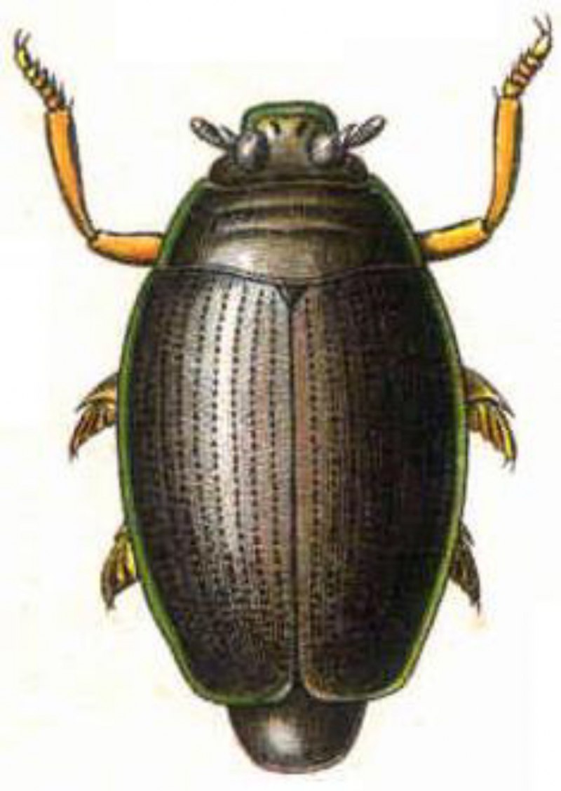 Swimmer Beetle