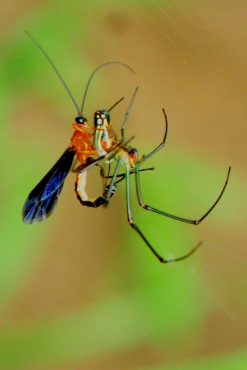 Hymenoepimecis argyraphaga