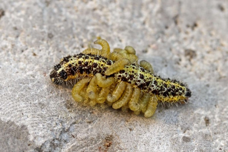 Наездник Cotesia glomerata