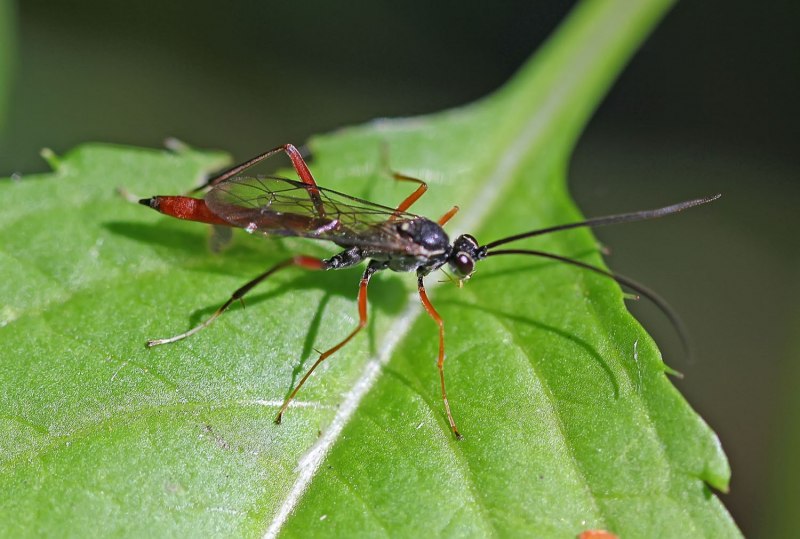 Hymenoepimecis argyraphaga фото