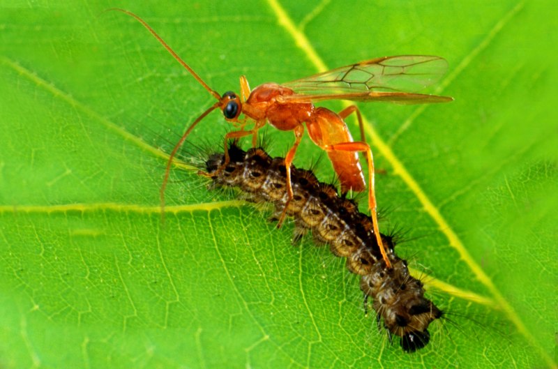 Наездник насекомое Braconidae