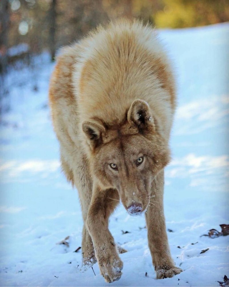 Canis Lupus tundrarum