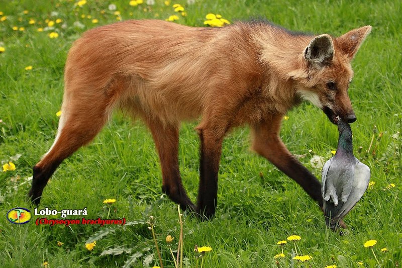 Гривистый волк (Chrysocyon brachyurus)