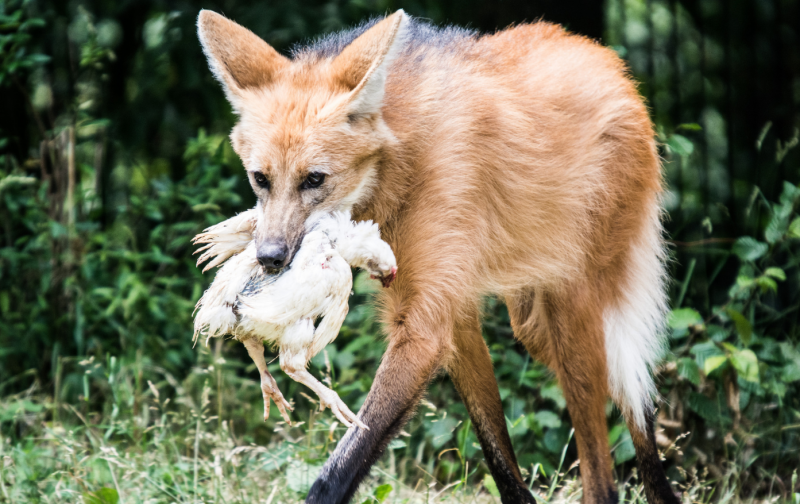Гривистый волк (Chrysocyon brachyurus)