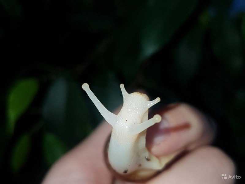 Achatina iredalei (ахатина ирадели).