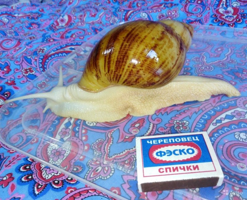 Малыши ахатины альбиносы