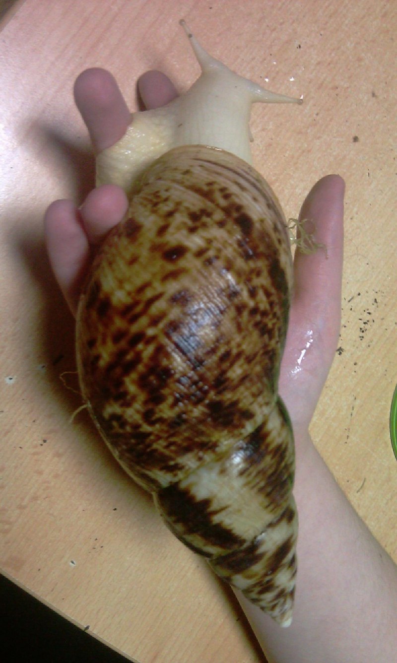 Улитка фулика родация альбино