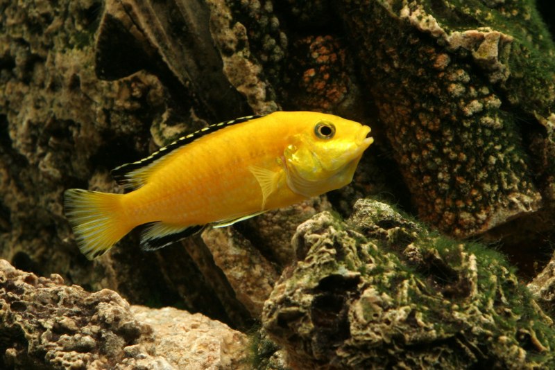 Labidochromis caeruleus 'Yellow'