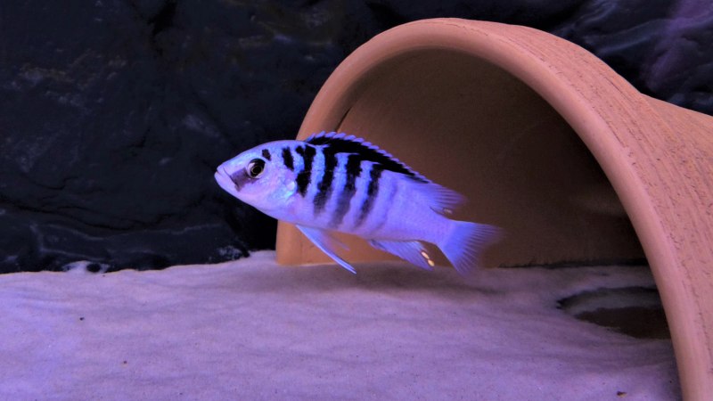 Labidochromis chisumulae