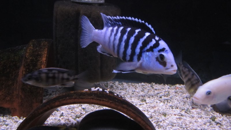 Labidochromis chisumulae