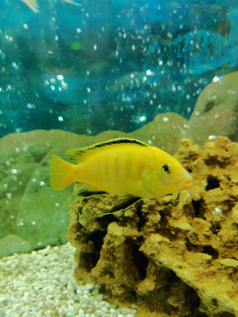 Labidochromis caeruleus all Yellow Kakusa