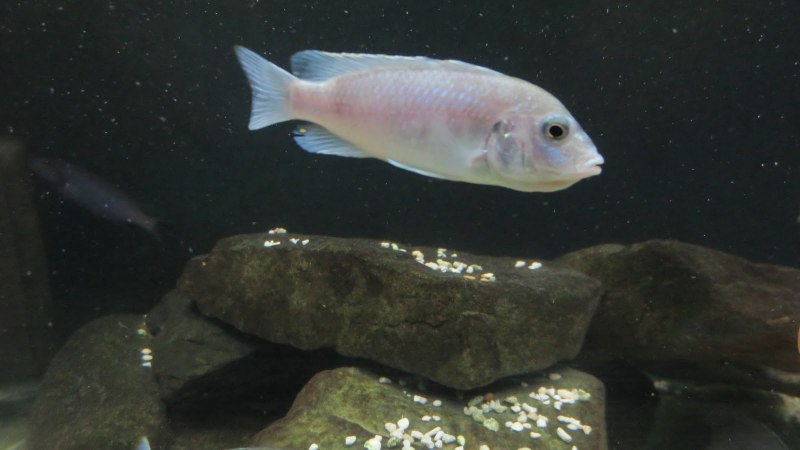 Labidochromis chisumulae
