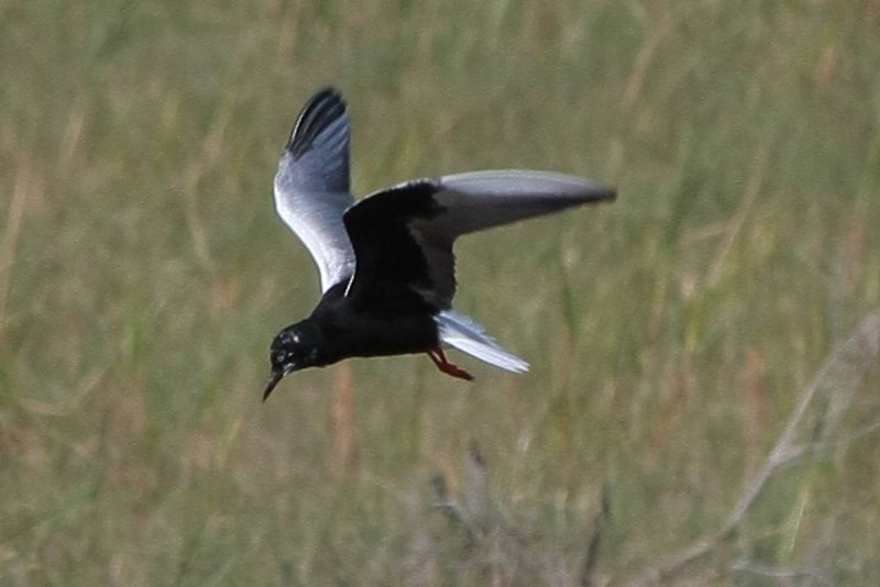 Крачка белокрылая Chlidonias leucopterus