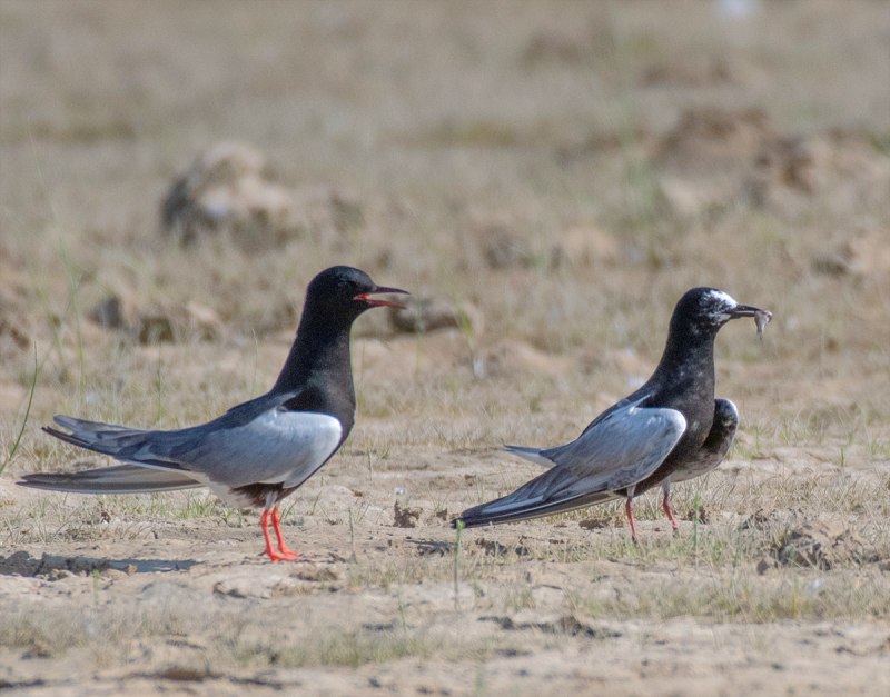 Desmalopex leucopterus