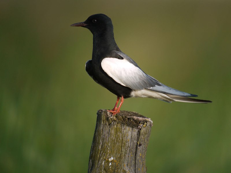 Белокрылая Болотная крачка Chlidonias leucopterus