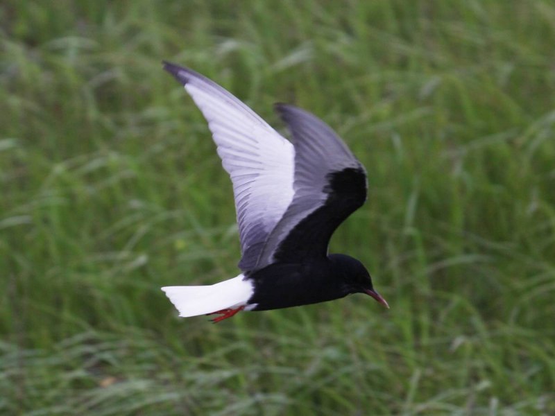 Platysmurus leucopterus