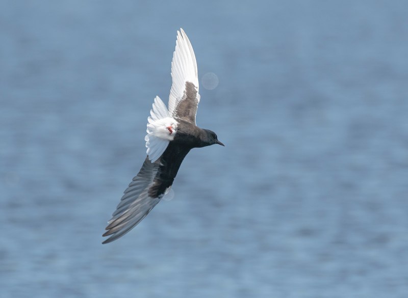 Белокрылая Болотная крачка Chlidonias leucopterus