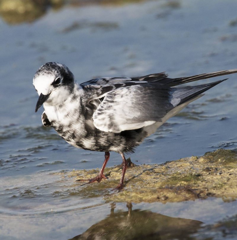 Platysmurus leucopterus