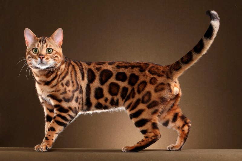 Бенгальская короткошерстная кошка