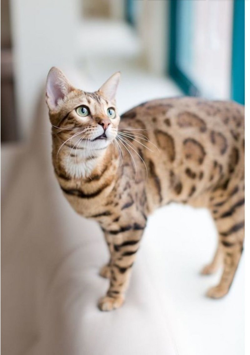 Бенгальская кошка тойгер