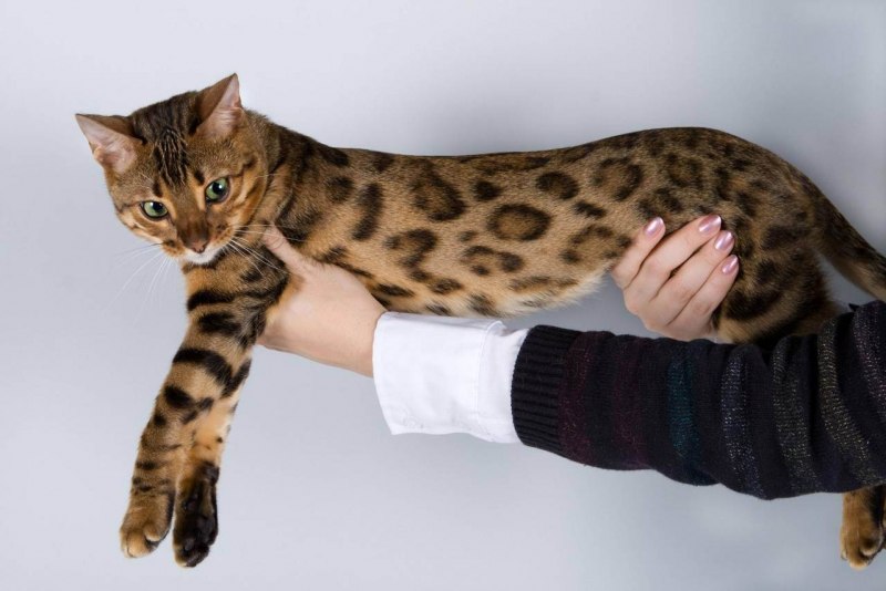 Бенгальская кошка