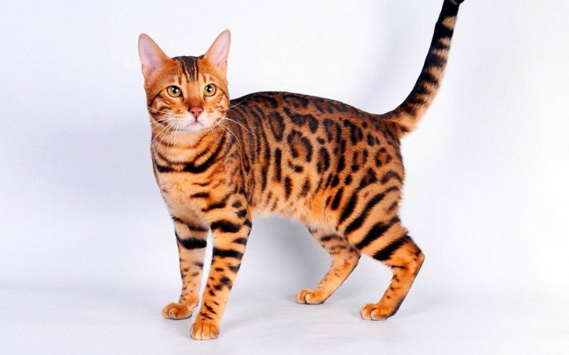 Бенгальский кот