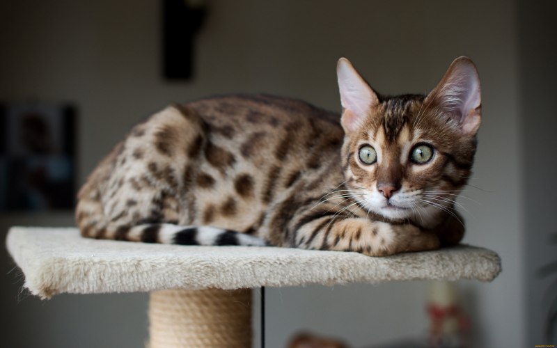 Дальневосточный бенгальский кот