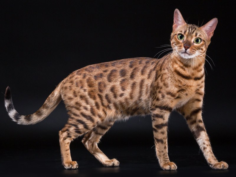 Бенгальская кошка