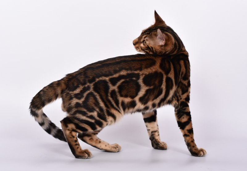Бенгальская короткошерстная кошка
