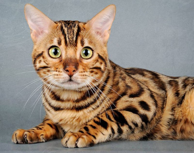Бенгальский кот