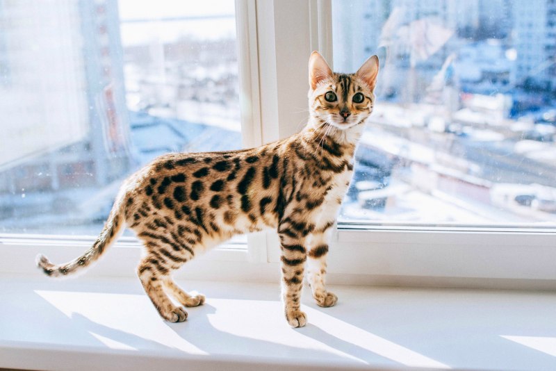 Бенгальская кошка