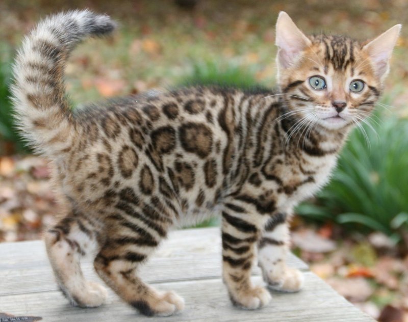 Бенгальская кошка коричневая