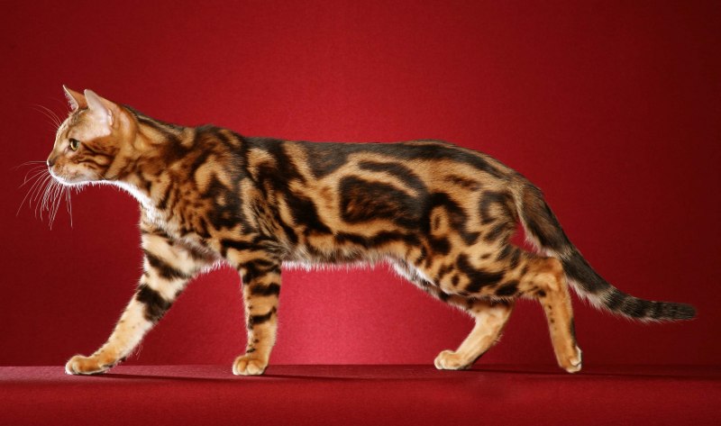 Бенгальская кошка