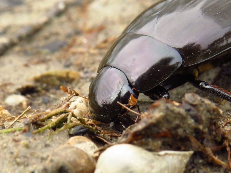 Hydrophilus piceus