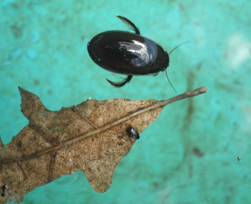 Hydrochara caraboides