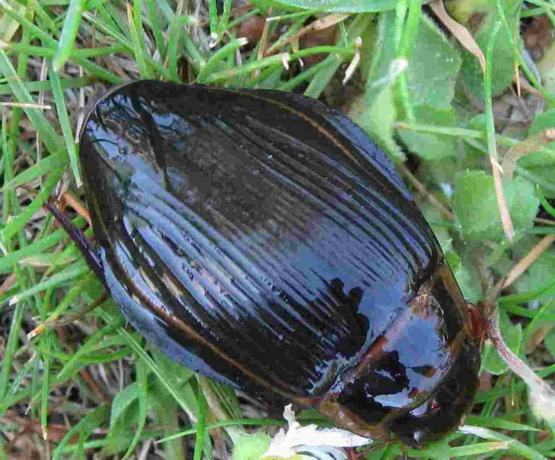 Hydrophilus aterrimus