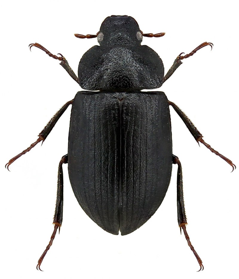 Hydrophilus caraboides