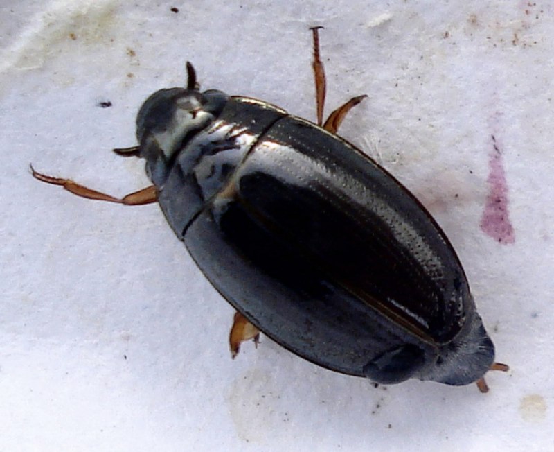 Водолюб большой черный – Hydrophilus piceus(