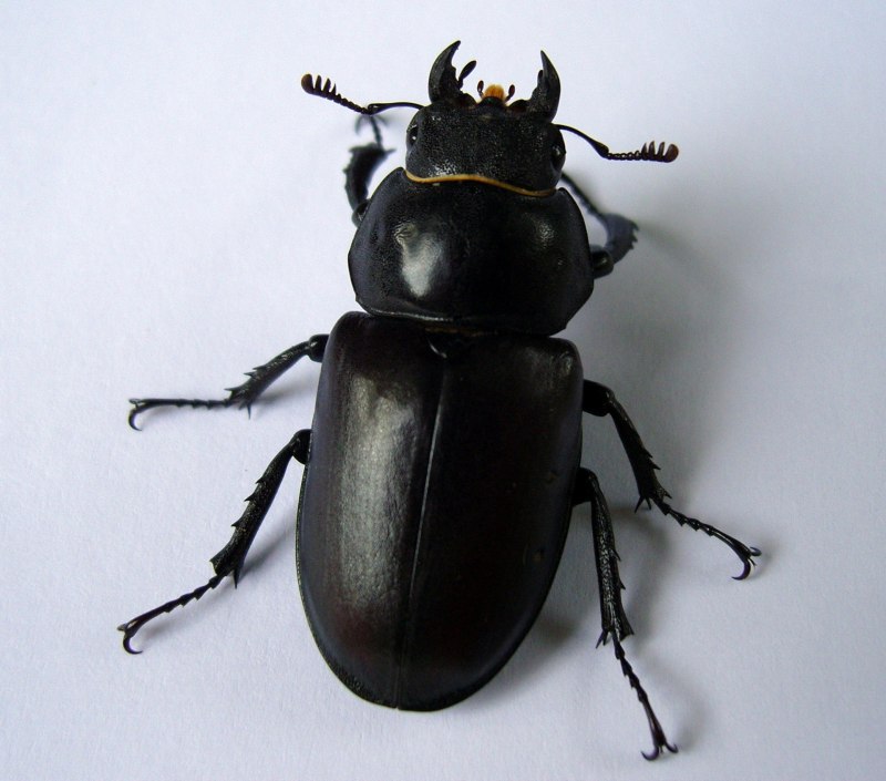 Жук водолюб (Hydrophilidae SP.)