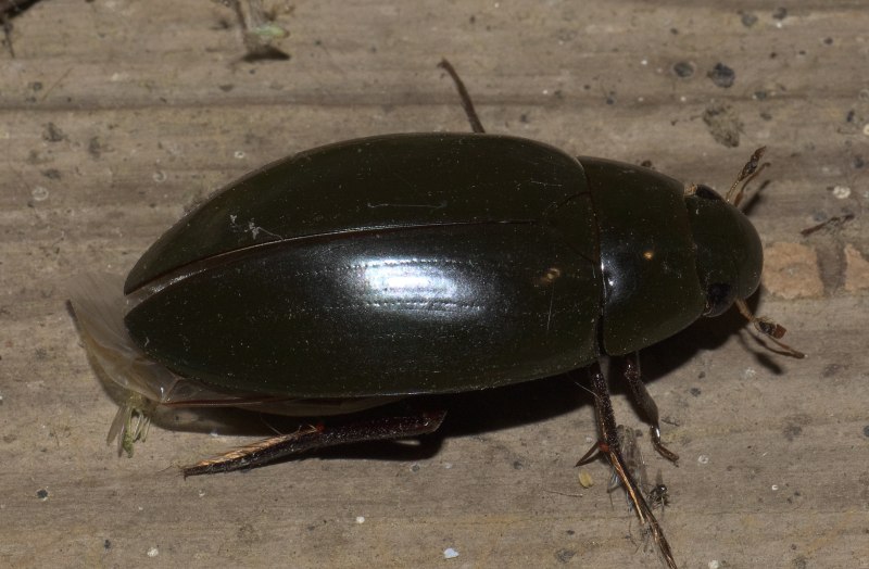 Водолюбы Hydrophilidae