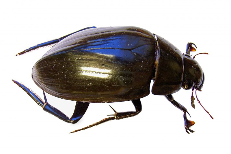Водолюб большой черный – Hydrophilus piceus(